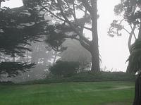IMG_8284 Fog amidst the trees
